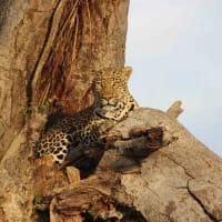 Pedal into the Wild with Botswana’s Ultimate Bike Safari