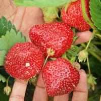 Farm days: where to pick, pet and play in the Western Cape