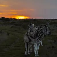 Safari sleepovers: Affordable game lodges for first-timers