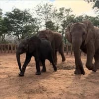 Lost baby elephant rescued near Victoria Falls and welcomed by new herd