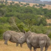 5 wildlife experiences you can do responsibly