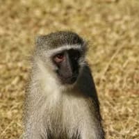 Wildlife surprise as monkey takes KFC from visibly shocked visitor