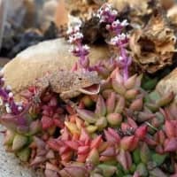 New provincial reserve secures 209 hectares in Klein Karoo