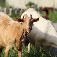 5 summer farms where kids and adults can actually do things