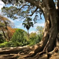 Searching for shade: SA destinations built around ancient, massive trees