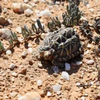 5 wildlife experiences you can only do on foot (legally and safely)