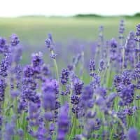 Lavender, fynbos and wildflower farms to visit in Cape Town