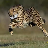 10 fascinating facts about cheetahs that reveal their surprising secrets