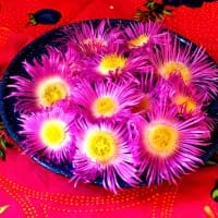 Five local South African ingredients to taste this December