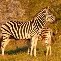5 family-friendly nature lodges in South Africa you probably never heard of