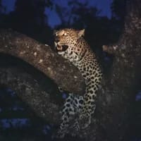 Night safari experiences you did not know existed in South Africa