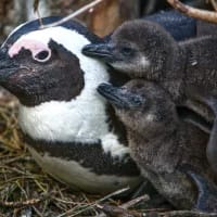 More than 60 000 penguins lost in a decade of food scarcity along the Cape