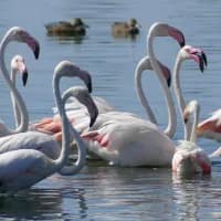 5 animals you can see in the wild this December in South Africa