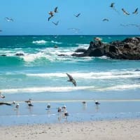 South Africa’s best coastal wildlife safaris for whale, dolphin and seabird lovers