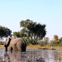 3 easy kayak routes to spot hippos and birds in Africa