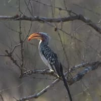 Birdwatching on a budget: affordable places to spot SA’s most beautiful birds