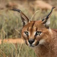 5 unexpected places to see wildlife in the Western Cape