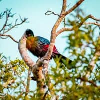 Migrants and miracles: Short birding trips for summer