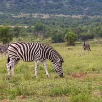 4 festive-day safaris perfect for kids and first-time safari-goers