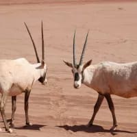 Saudi Arabia rewilds its deserts with endangered species reintroduction programme