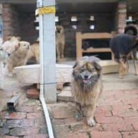 The heart of the holiday season: one man’s journey with shelter dogs