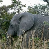 Conservation safaris that actually make a difference and how to spot the real ones