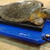 Rescued loggerhead turtle Finley makes steady recovery at uShaka Sea World