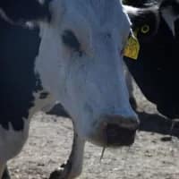 NSPCA sounds alarm as foot-and-mouth disease spreads
