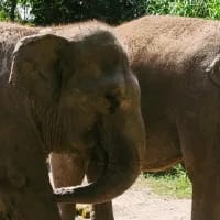 Indonesia moves toward ethical tourism with elephant ride ban