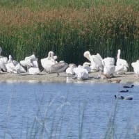 Estuaries, wetlands and bird hides you can visit in a morning