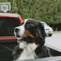 Where to travel in South Africa when your dog is coming with you