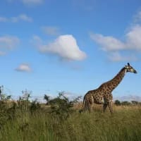 Safari moments that happen away from the game vehicle