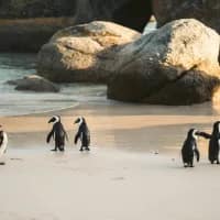 Boulders Beach takes top spot in global beach rankings