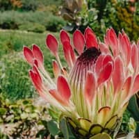 Free entry to South Africa’s botanical gardens for one week only