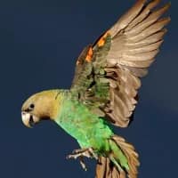 Forests with hidden birdlife gems you’ve never heard of