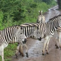 4 top budget safari destinations for first time travellers
