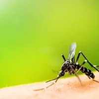 South Africa releases new Malaria risk map ahead of peak travel season