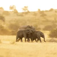 African travel boom: South Africa and Namibia rise in 2026 tourism