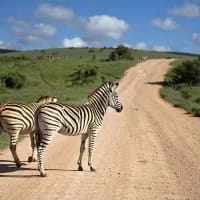 A clear guide to selecting the right safari experience in South Africa