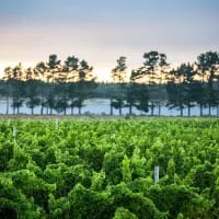 5 heritage fruit routes to explore in South Africa