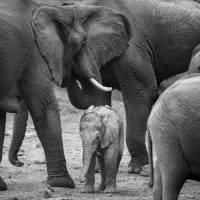 Wildlife Roundup: The week’s most encouraging conservation news