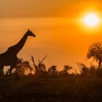 Orpen Gate closed after bridge collapse as Kruger National Park visitors reroute travel
