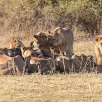 Big cats in Cape Town