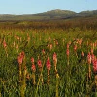 Grootbos enters superbloom season after Overberg wildfires