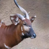 Small steps, big impact: A week of wins for wildlife around the world