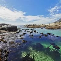 Beneath the surface: Exploring South Africa’s kelp jungles
