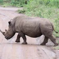 KZN anti-poaching operation leaves five suspected rhino poachers dead