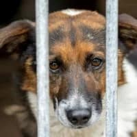 Fake vet arrested in Mitchells Plain after SPCA and SAPS raid