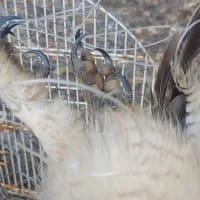 Silent snares: Illegal traps targeting birds of prey raise alarm