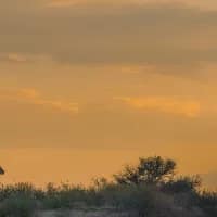 New cross-border conservation project launched for the Kgalagadi Transfrontier Park